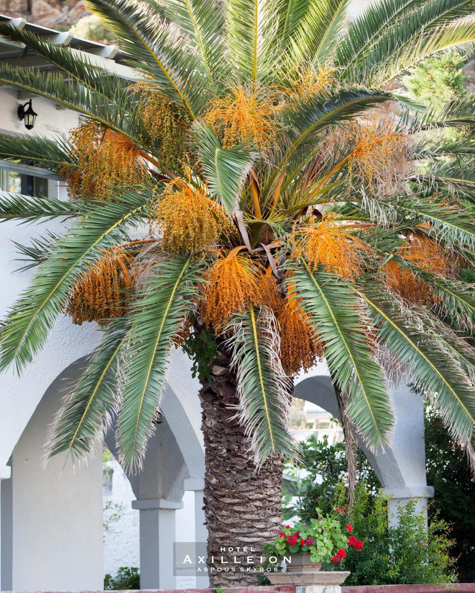 Achilleion Hotel Σκύρος Εξωτερικό φωτογραφία